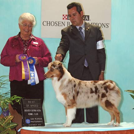 Award Winning Australian Shepherds