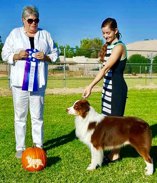 O'Connor - Arizona Australian Shepherd